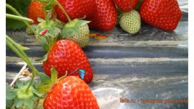 Земляника садовая Олимпия (fragaria Ananasa Olimpia) ? обзор: как сажать, рассада земляники Олимпия