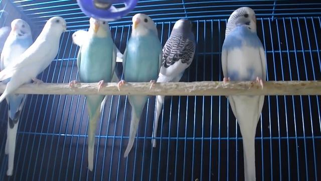 Волнистый попугайчик купить смотреть онлайн