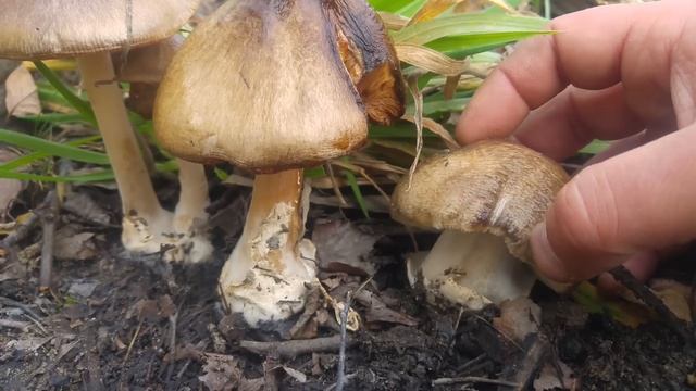 Pochwiak okazały Volvopluteus gloiocephalus) Jaworzno смотреть онлайн