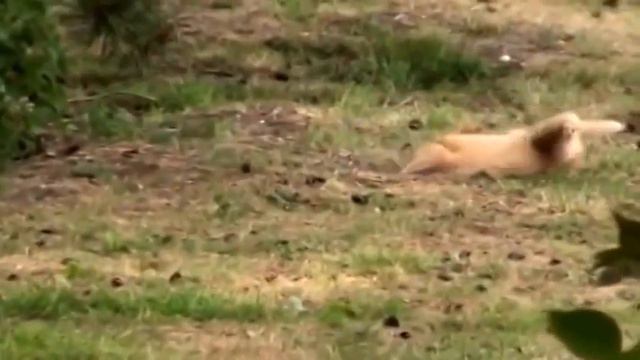 Кот и кролик