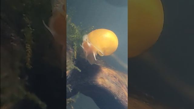 Ампуллярия ( Ampullariidae ) - Пресноводные улитки смотреть онлайн