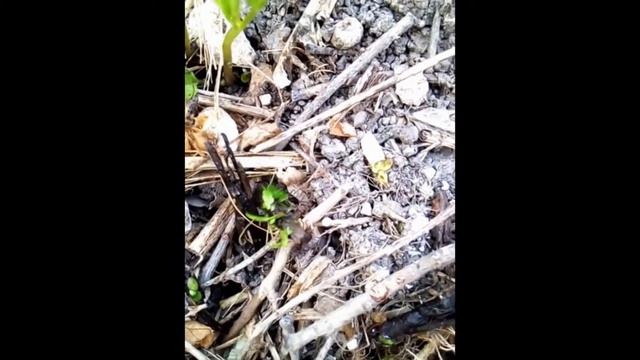 Ожившие палки смотреть онлайн
