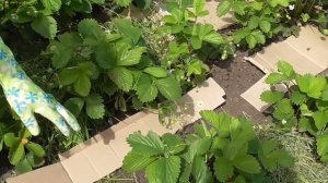 Мульчирование клубники скошенной травой и картоном. Как мульчировать грядки