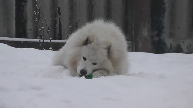 Самоед Белый волк Сальта смотреть онлайн