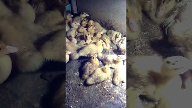 Утята муларды смотреть онлайн