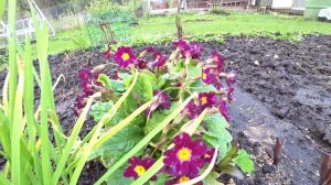 ПРИМУЛА. ВЫРАЩИВАНИЕ.  ПЕРВЫЕ ЦВЕТЫ В САДУ