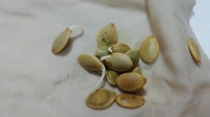 Выращивание кабачков с замачиванием семян.