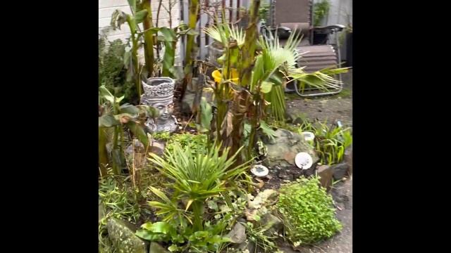 Tropical garden 30th December update and new chamaerops humilis смотреть онлайн