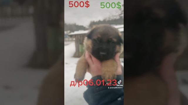 ДИГГЕР тип ГДР щенки от него.Зонарного и Чепрачного окраса.БелаРУСЬ.(3) смотреть онлайн