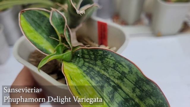 My Sansevieria Collection Part 2