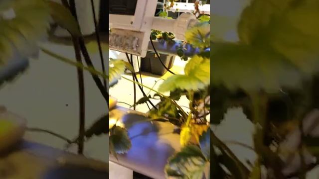 Аэропоника/гидропоника из канализационных труб. Своими руками. смотреть онлайн