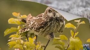 Голоса птиц: болотная сова