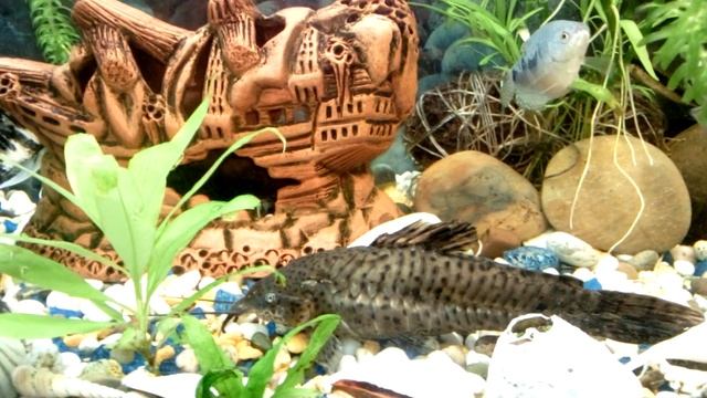 Как и чем кормить аквариумных рыбок. смотреть онлайн