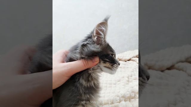 Профиль Мейн-куна. ДивоКун Шай (возраст 14 недель). Окрас голубой мрамор (MCO a22) смотреть онлайн