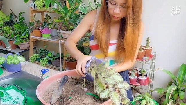 EPISCIA CUPREATA COLLECTION REPOTTING || FLAME VIOLET || PAANO MAGTANIM NG EPISCIA PLANT