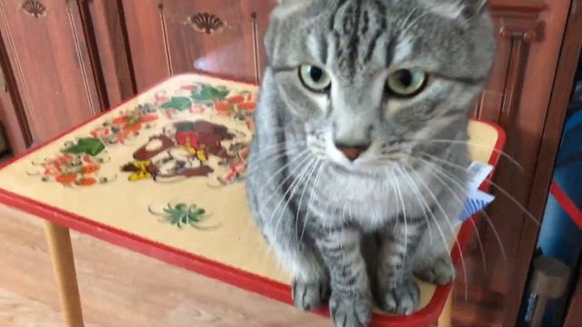 Россия - Уругвай кот сказал счет на чм 2018 смотреть онлайн