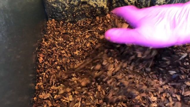 Cleaning My Biak Green Tree Python’s Enclosure (Morelia Viridis) смотреть онлайн