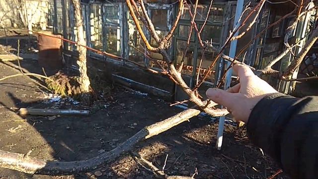 Видеодневник . Абрикосы. смотреть онлайн