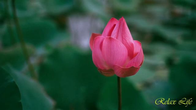 Summer, flowers. Calm music for relaxation. Лето, цветы. Спокойная музыка для релакса. смотреть онлайн