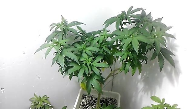 Amnesia Auto / veg box update смотреть онлайн