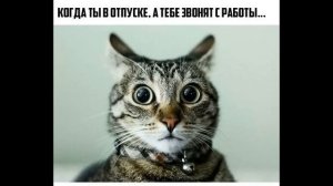ПРИКОЛЫ! КОТЫ   ПРИШЕЛЬЦЫ!!! Угарные МЕМЫ, смешные истории от Доми шоу!