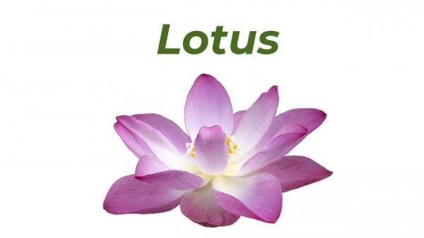 50 Flower Names for Kids | Colorful Flower Names with spelling | Types of Flowers and Fun Facts