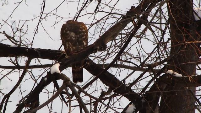 ястреб ест смотреть онлайн