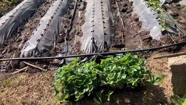 Посадка кассетной рассады клубники. смотреть онлайн