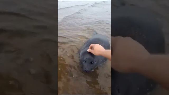 Нерпа с большими глазами оригинал