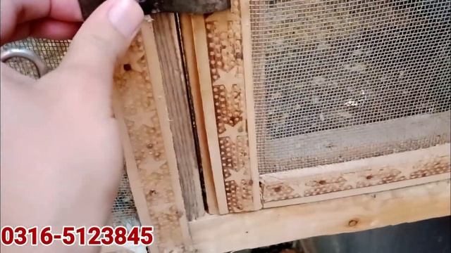 Fawn Java | Silver Java | White Java | Gray Java | Breeding Season Start | جاوا کے لئے ربطہ کریں ۔ смотреть онлайн