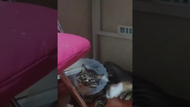 завелась. смотреть онлайн