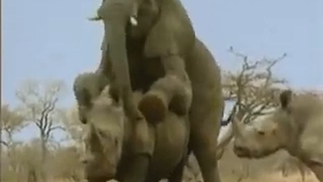 Слон на носороге смотреть онлайн