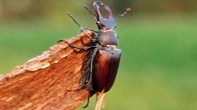 10 Most Expensive Pets In The World