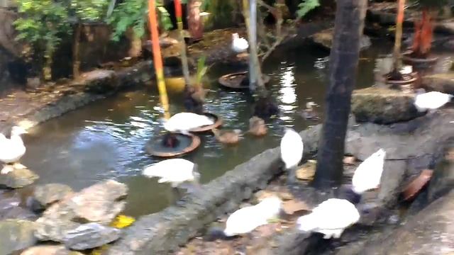 Водоплавающие птицы в парке Нонг Нуч в Паттайе смотреть онлайн