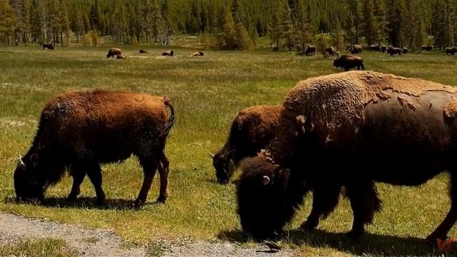 Американский бизон (лат. Bison bison) смотреть онлайн