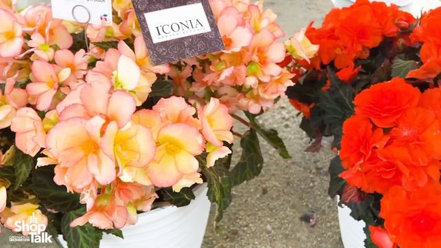 California Spring Trials 2023: New Colors in the Dümmen Orange I’Conia Begonia Series смотреть онлайн