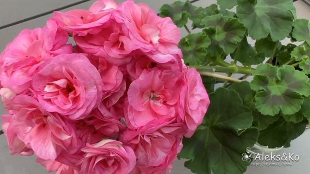 4. А_Бэби Бум. Безгрунтовое выращивание. Эксперимент окончен. смотреть онлайн