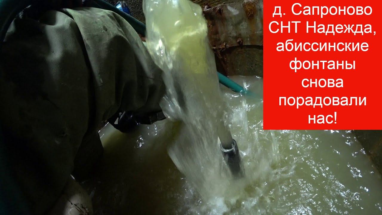 д. Сапроново СНТ Надежда, фонтаны из абиссинской иглы радуют как обычно! смотреть онлайн