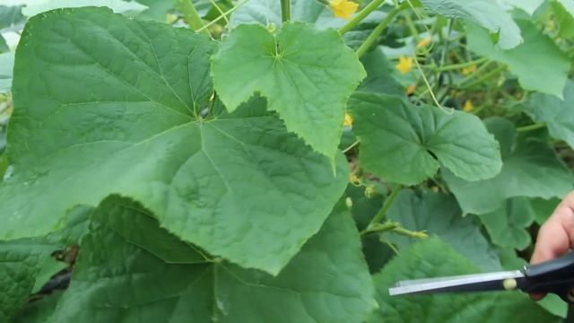 Кулинарные Путешествия по Гастрономическим Культурам