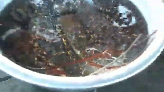 98 Нья Чанг  Морепродукты