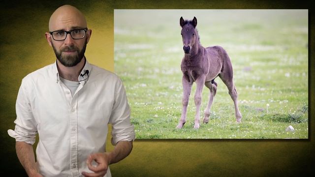Where Did the Expression Piss Like a Racehorse Come From? смотреть онлайн