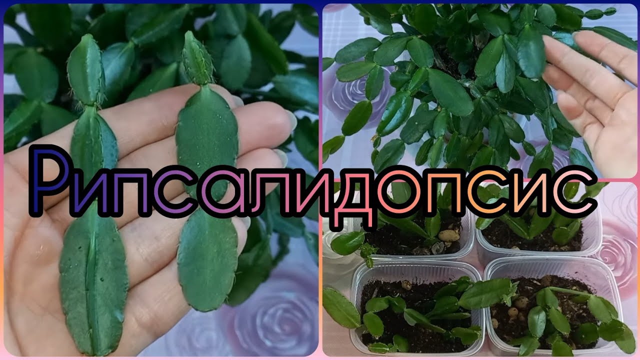 Группа ВК?Рипсалидопсис (Пасхальник)?Лесной кактус?Особенности строения?Черенкование.Размножение