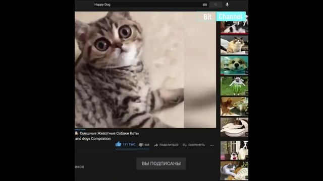 Смешное видео. Смех до слёз. Смешные котики и собачки. Подборка приколов за март 2023 смотреть онлайн