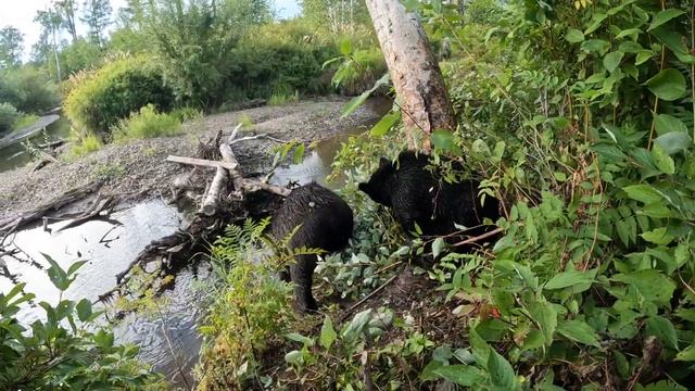 Медведице некому помочь. смотреть онлайн