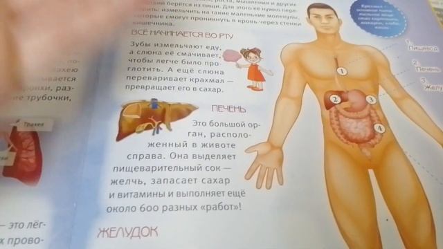 Процесс пищеварения вк рацыии ?? смотреть онлайн