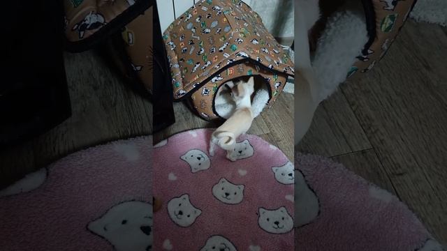 когда кошка Буся заняла место на весь дом и места нет смотреть онлайн