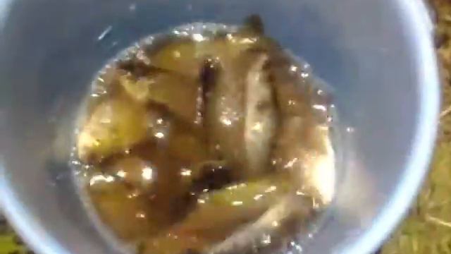 СЕВРЮКОВО АВГУСТ 2012 смотреть онлайн