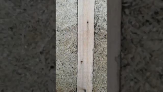 Честный отзыв о доме из опилкобетона смотреть онлайн