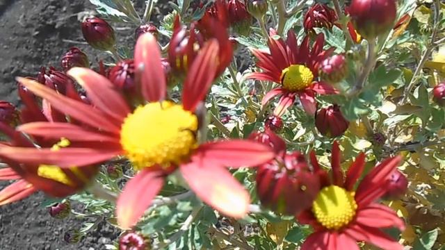 Хризантемы 3. Футаж смотреть онлайн