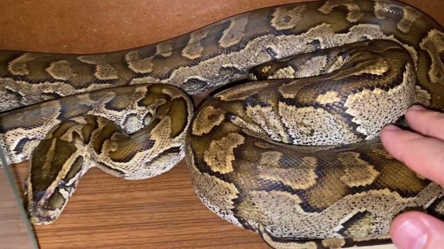 Мой любимый, нежный и ласковый иероглифовый питон - Хабиб! Очень любит меня... душить!!! смотреть онлайн